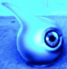 Clam